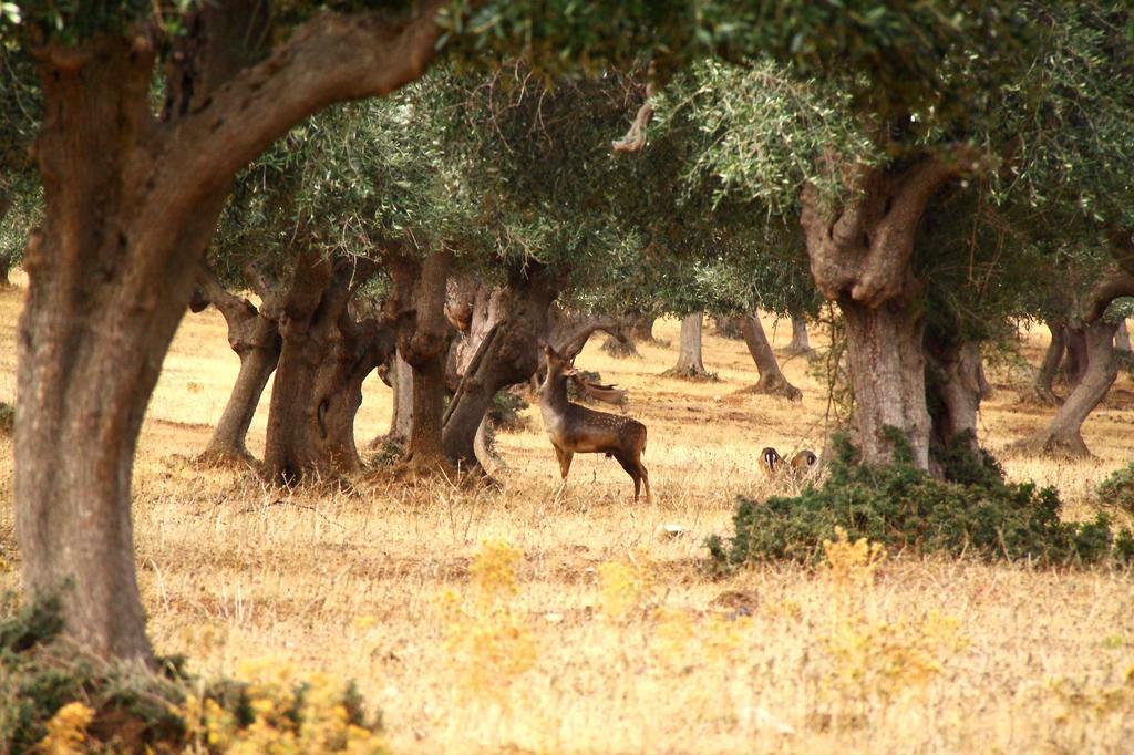 Country Resort Le Due Ruote ألبيريزي المظهر الخارجي الصورة